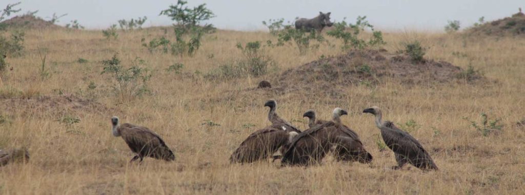 Birding in Kidepo Valley National Park