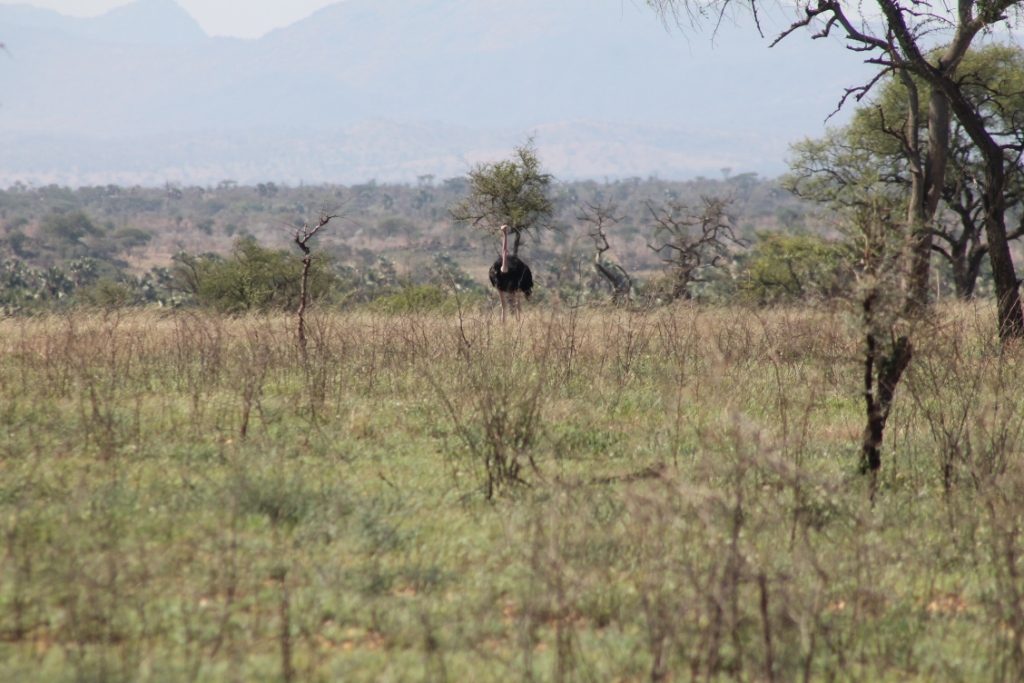 An Ostrich is one of the birds to find in Bokora Wildlife Reserve