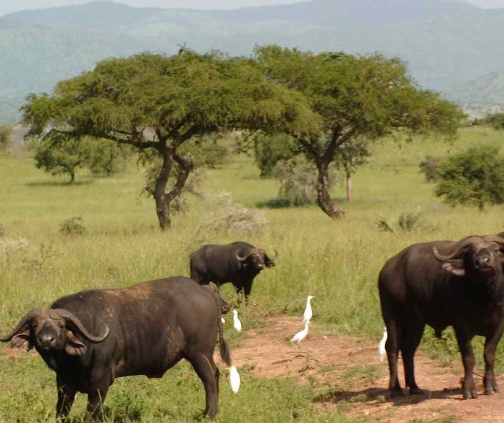 Buffaloes in Pian Upe Game Reserve