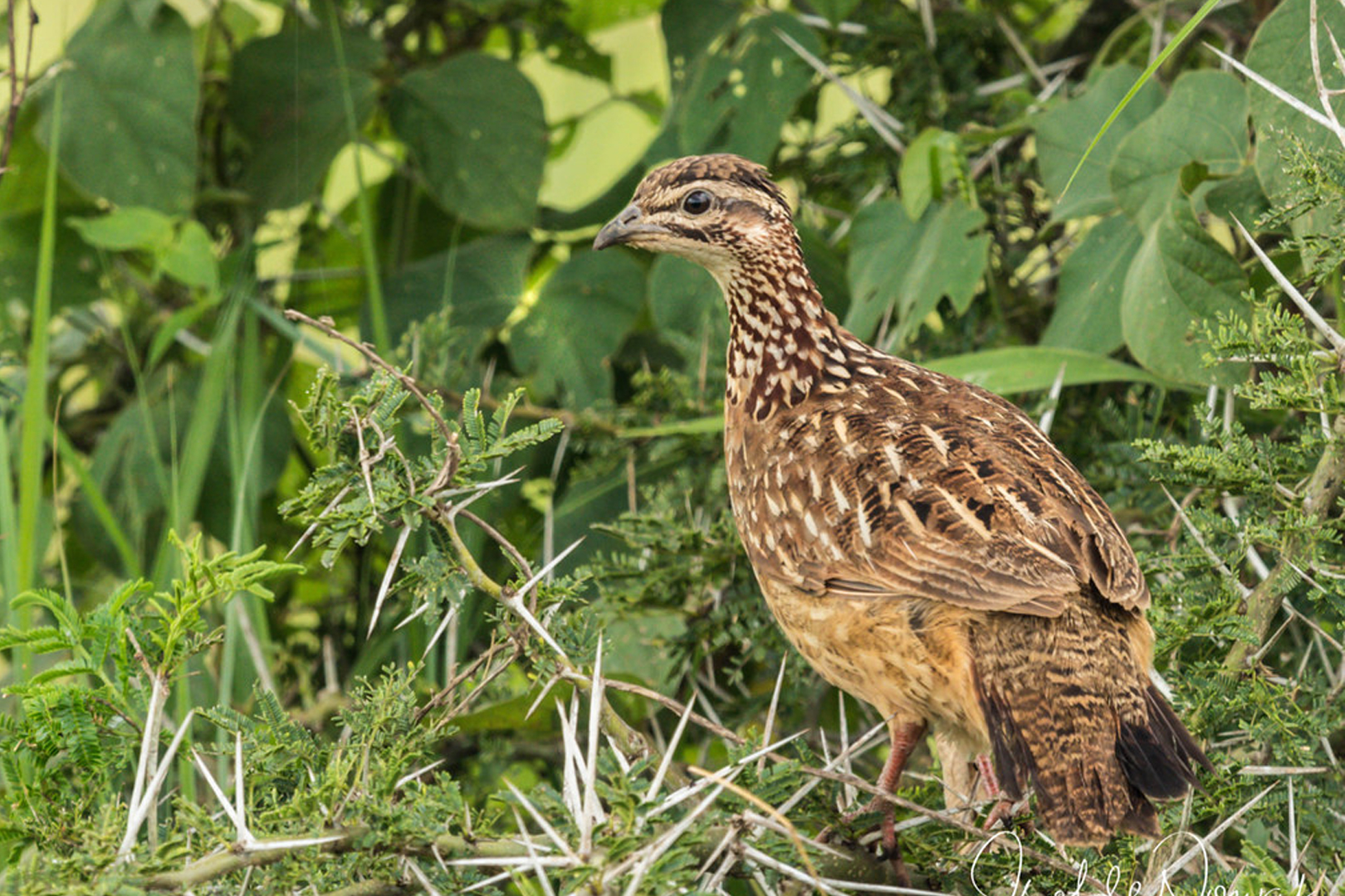 A variety of bird species to watch in Kidepo Valley National Park