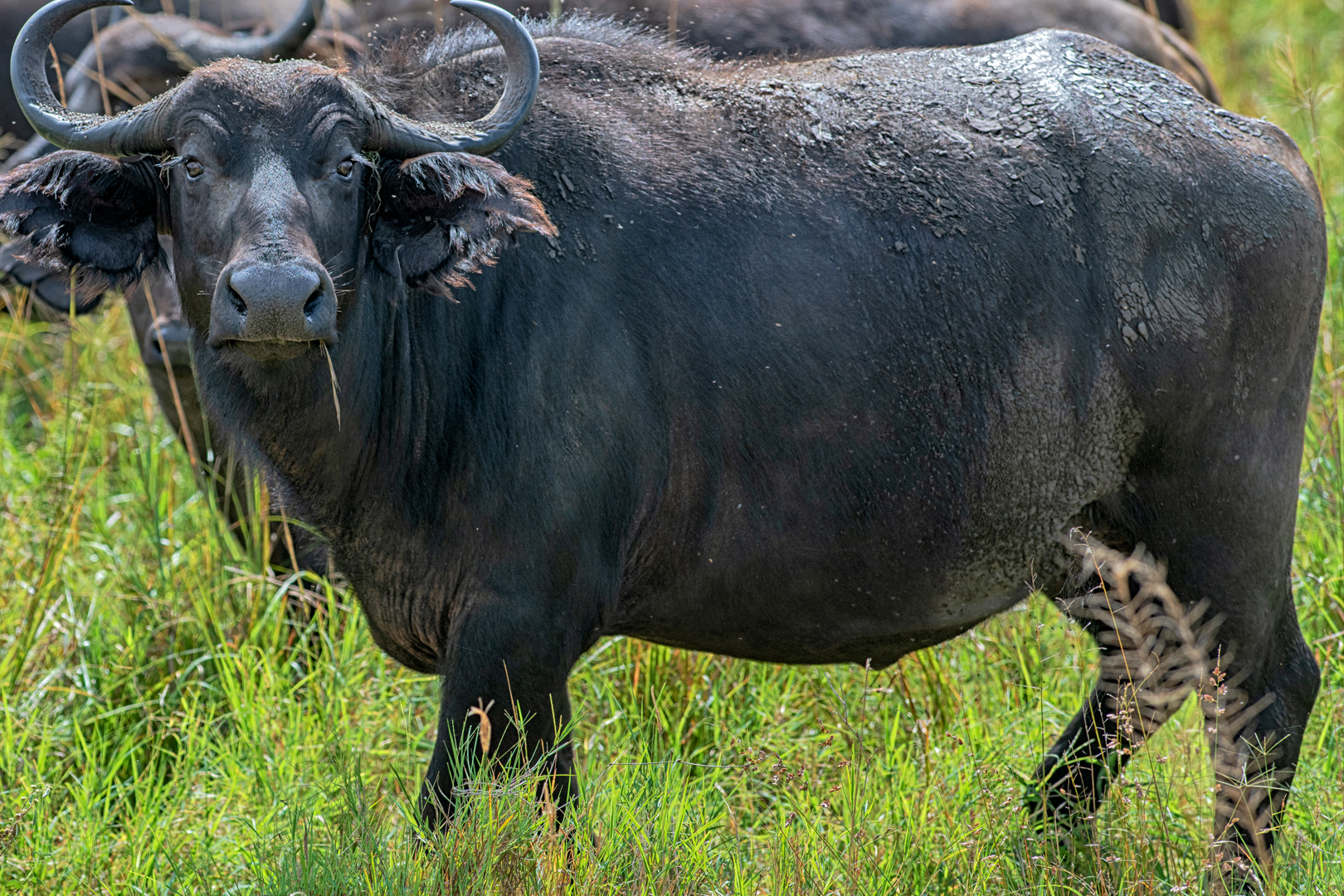 Buffaloes in Queen Elizabeth National Park