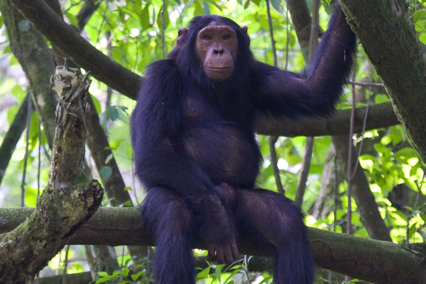 A male chimpanzee sitting comfortably on a branch of a tree