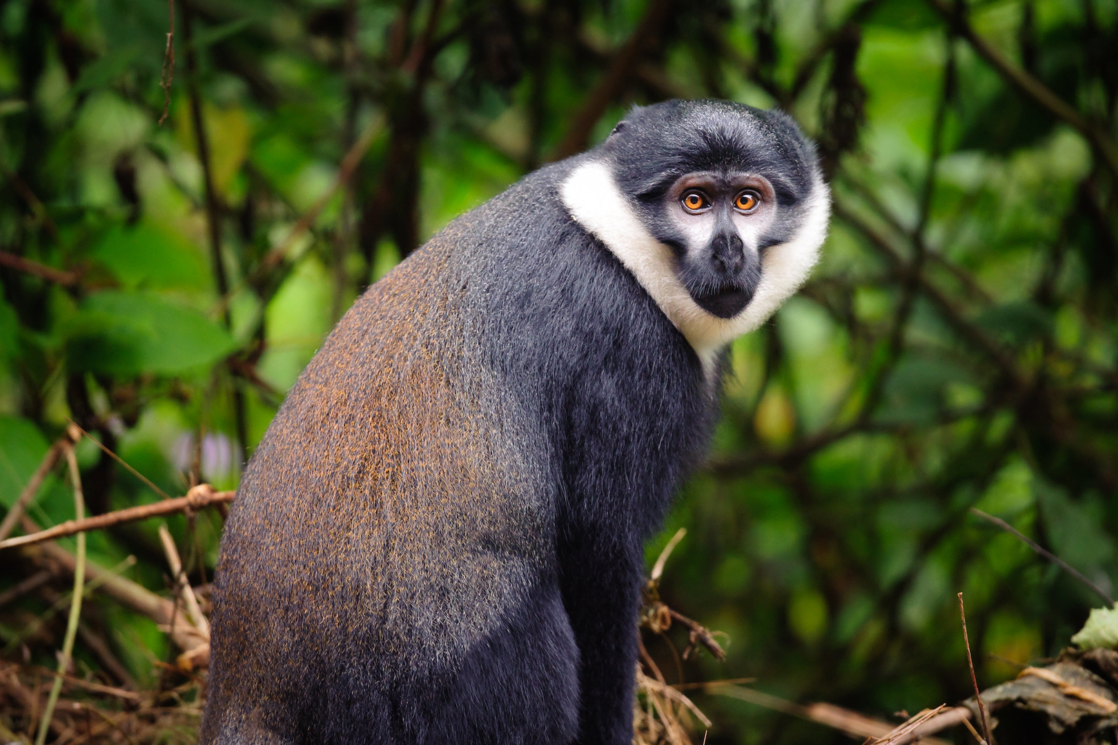 Colobus Monkey