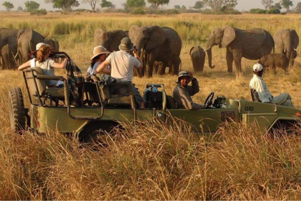 Tourists viewing a herd of elephants