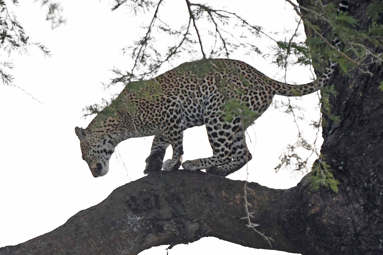 An African Leopard spotted in Kidepo Valley National Park