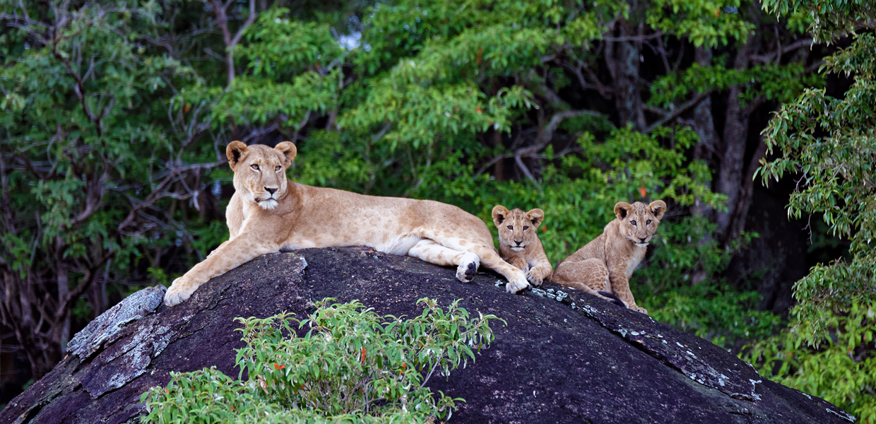 Lions on top of a rock in Kidepo Valley National Park