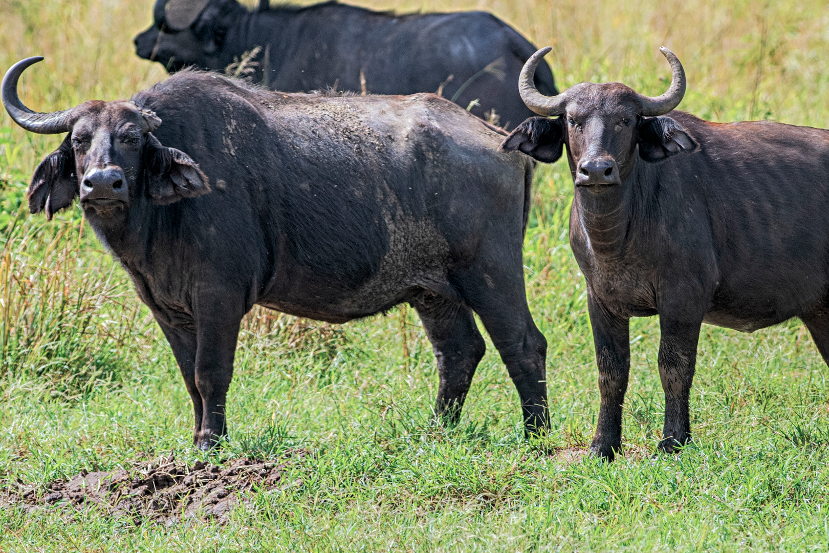 Buffaloes are some of the mammals to enjoy