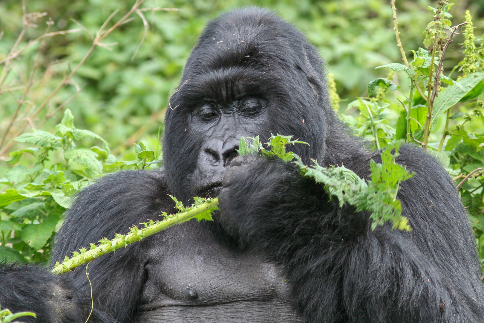 Mountain Gorillas of Bwindi Impenetrable Forest