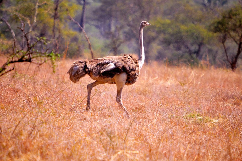 An Ostrich is one not to miss while searching for birds of Kidepo Valley National Park