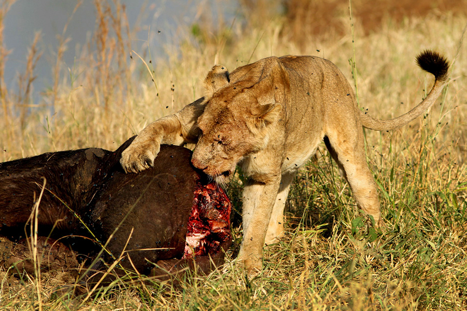 Enjoy watching predators wrestle it out with their prey