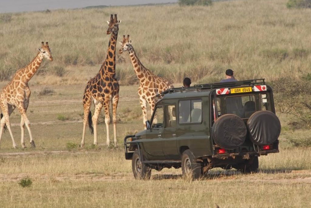 The gentle Rothschild's giraffes welcome guests after accessing Kidepo Valley National Park.