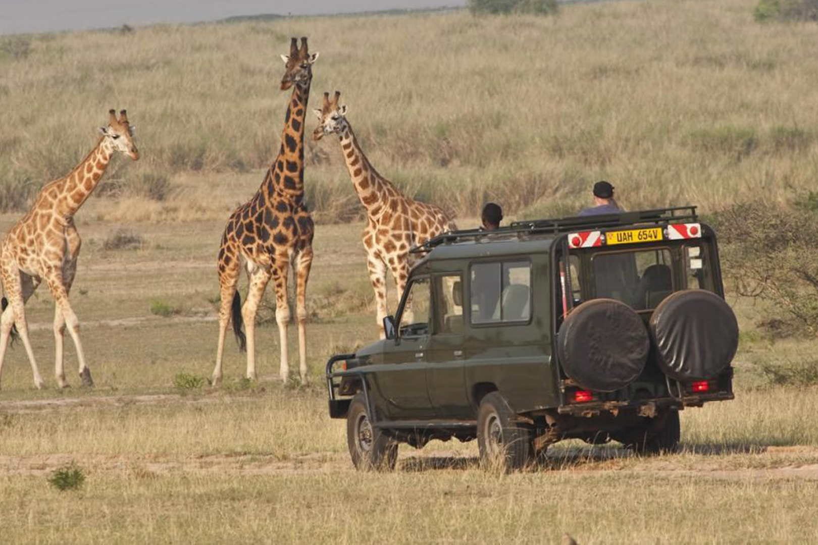 The gentle Rothschild's giraffes welcome guests to Kidepo Valley National Park. Kidepo Safaris