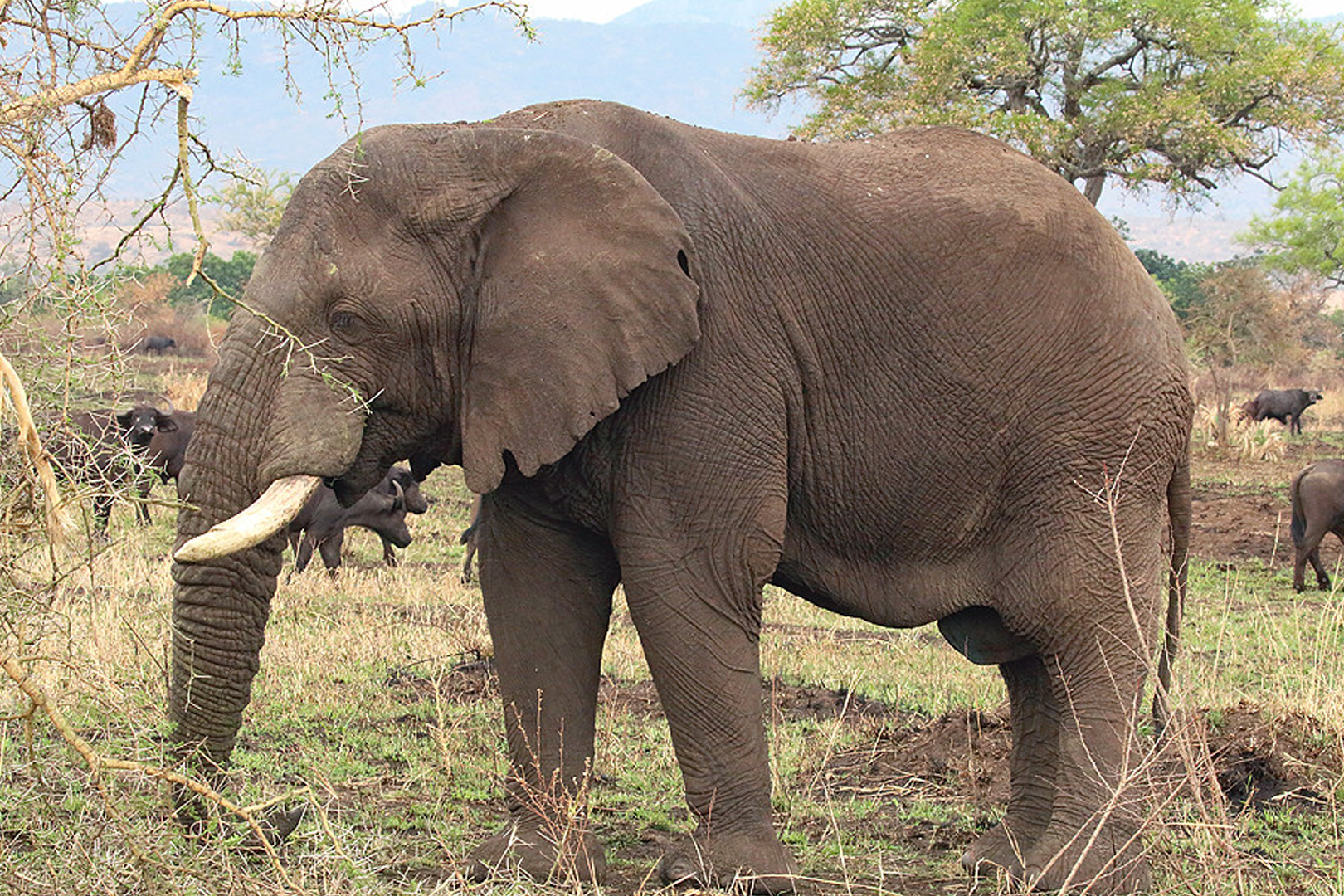Savannah bull Elephants are the biggest mammals to be spotted in Kidepo Valley National Park