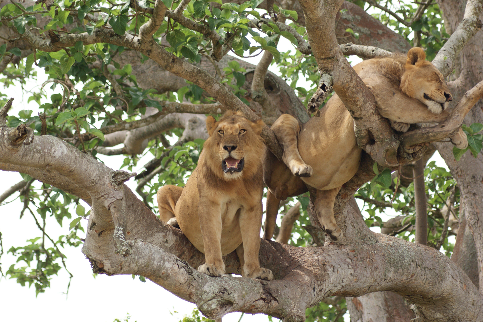 Tree Climbing Lions