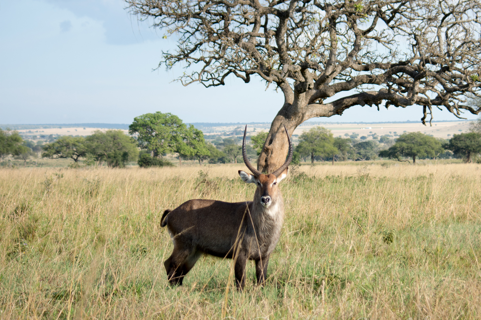Waterbuck gazing in the plains