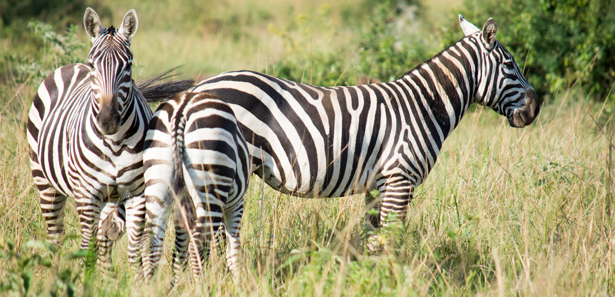 Zebras in Kidepo Valley National Park