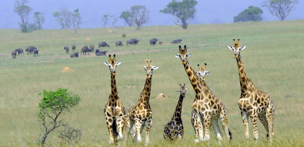Kidepo Valley Park - Umarella Voyage Safaris