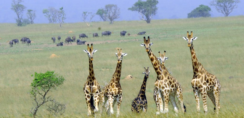 Rothschild Giraffes on a parade