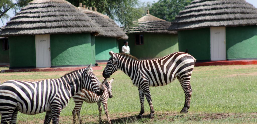 A heard of Zebras outside Apoka Rest Camp near Apoka Tourism Center in Kidepo Valley National Park.
