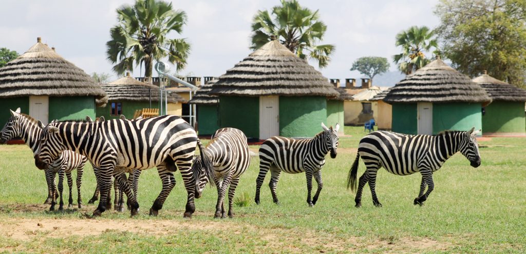 A heard of Zebras outside Apoka Rest Camp