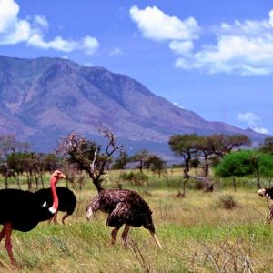 Birding Safari In Kidepo Valley National Park