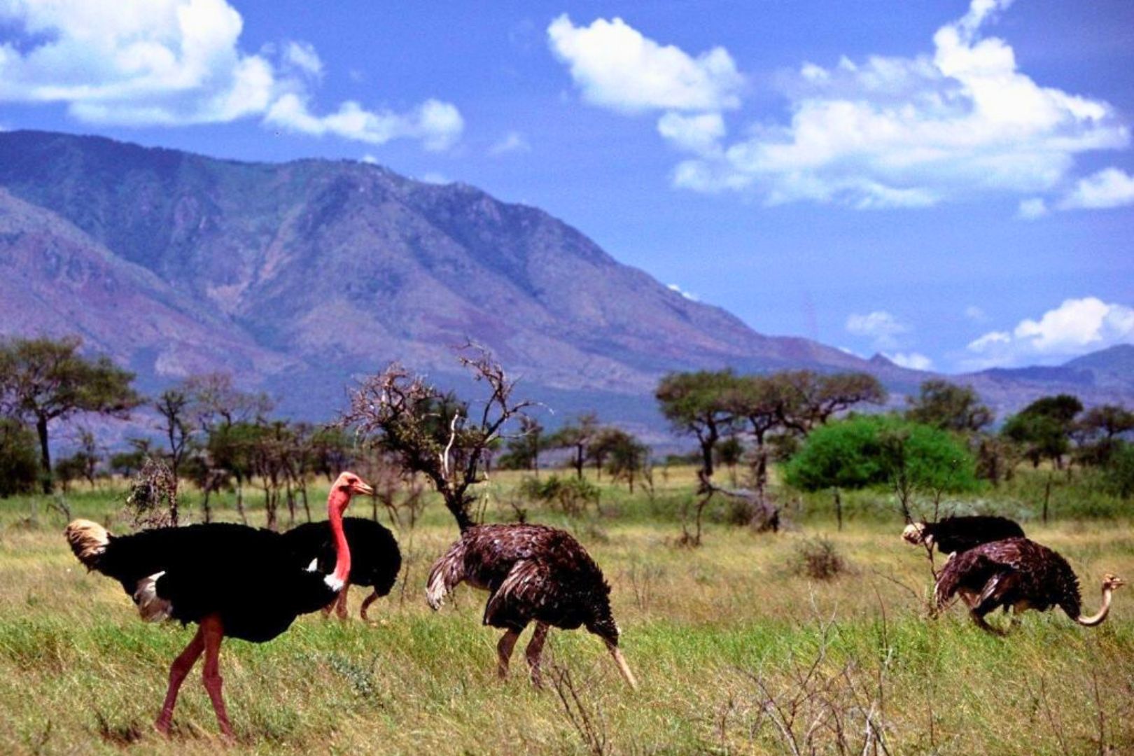 Birding Safari In Kidepo